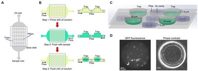 Droplet-based methodology for investigating bacterial population dynamics in response to phage exposure